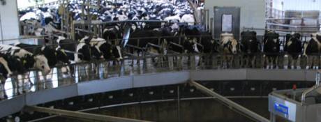 La ferme-usine des 1000 vaches