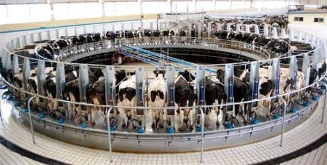 La ferme-usine des 1000 vaches