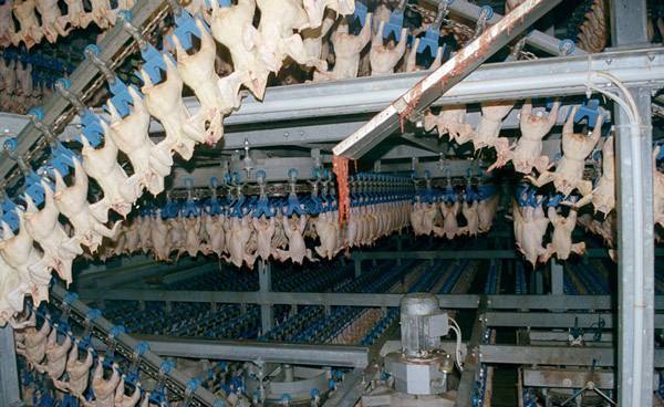 Production industrielle de poulets aux États-Unis