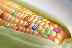 Maïs OGM