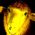 Première mondiale : des moutons transgéniques phosphorescents