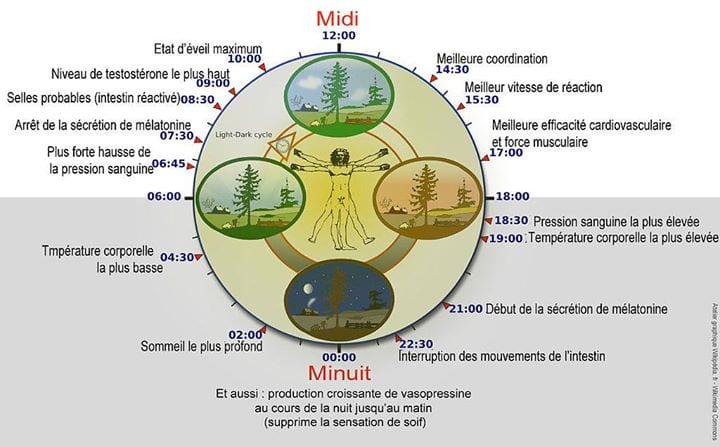 Diagramme illustrant l'expression du rythme circadien et du rythme biologique chez l'Homme [ source : http://fr.wikipedia.org/wiki/Chronobiologie ]. Ce cycle est gravement compromis par un travail de nuit régulier.